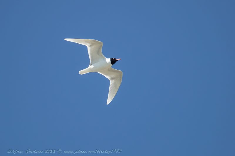 Gabbiano corallino (Ichthyaetus melanocephalus) - Mediterranean Gull