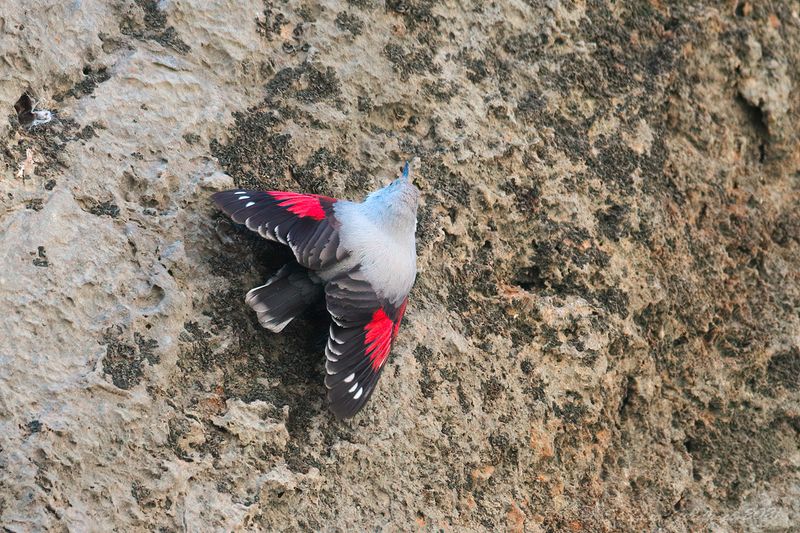 Picchio muraiolo (Tichodroma muraria) - Wallcreeper