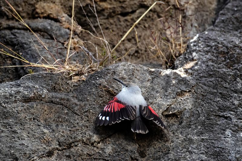 Picchio muraiolo (Tichodroma muraria) - Wallcreeper