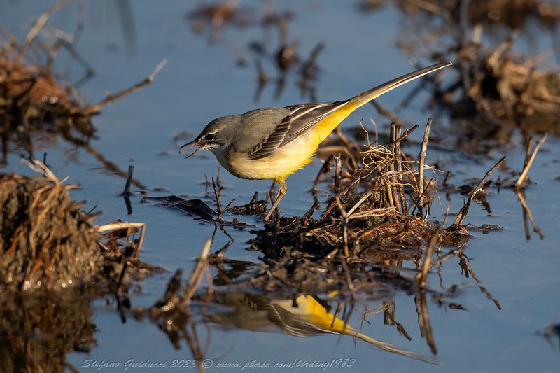 Ballerina gialla (Motacilla cinerea) - Grey Wagtail
