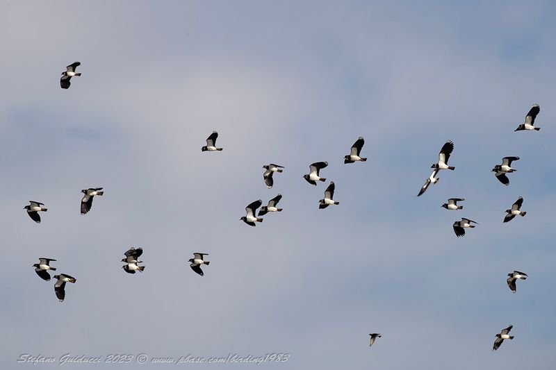 Pavoncelle (Vanellus vanellus) - Northern Lapwing