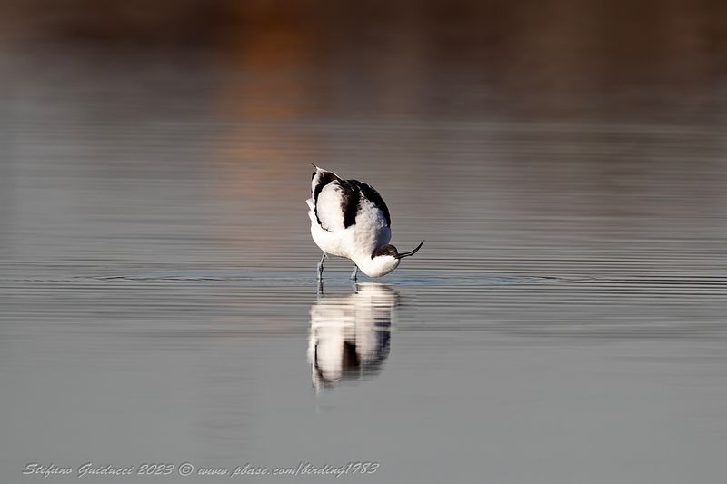 Avocetta (Recurvirostra avosetta) - Pied Avocet