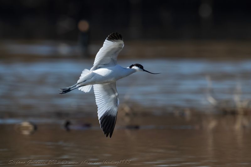 Avocetta (Recurvirostra avosetta) - Pied Avocet