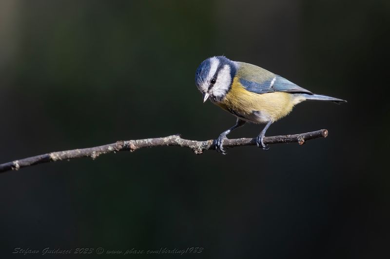 Cinciarella (Cyanistes caeruleus) - Eurasian Blue Tit