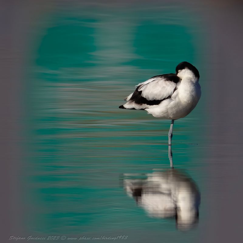 Avocetta (Recurvirostra avosetta) - Pied Avocet