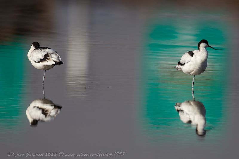 Avocetta (Recurvirostra avosetta) - Pied Avocet