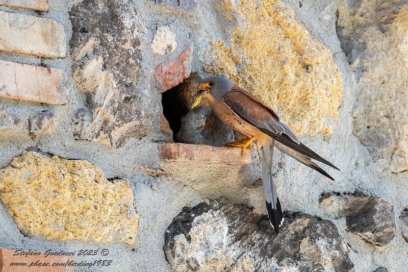 Grillaio (Falco naumanni) - Lesser Kestrel
