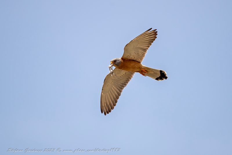 Grillaio (Falco naumanni) - Lesser Kestrel