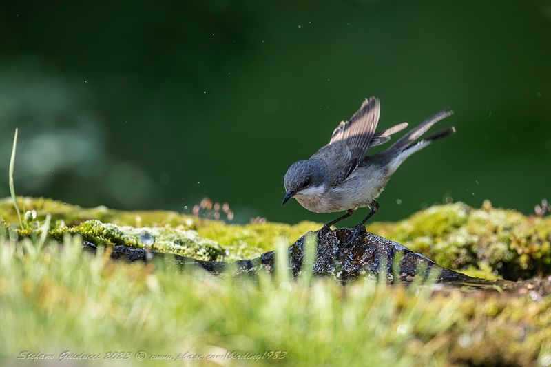 Bigiarella (Curruca curruca) - Lesser Whitethroat