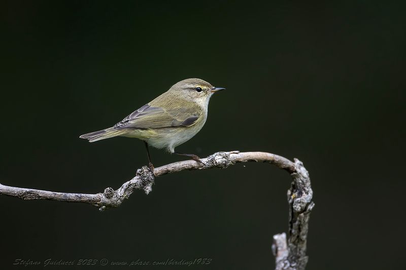 Lu piccolo (Phylloscopus collybita) - Common Chiffchaff