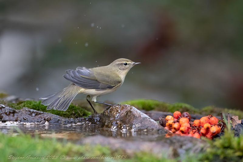 Lu piccolo (Phylloscopus collybita) - Common Chiffchaff