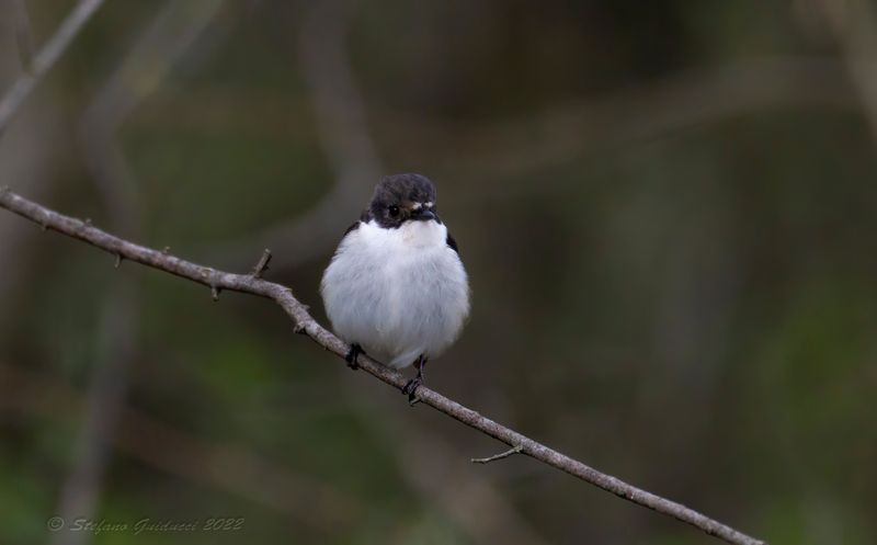 Balia nera (Ficedula hypoleuca) - European Pied Flycatcher