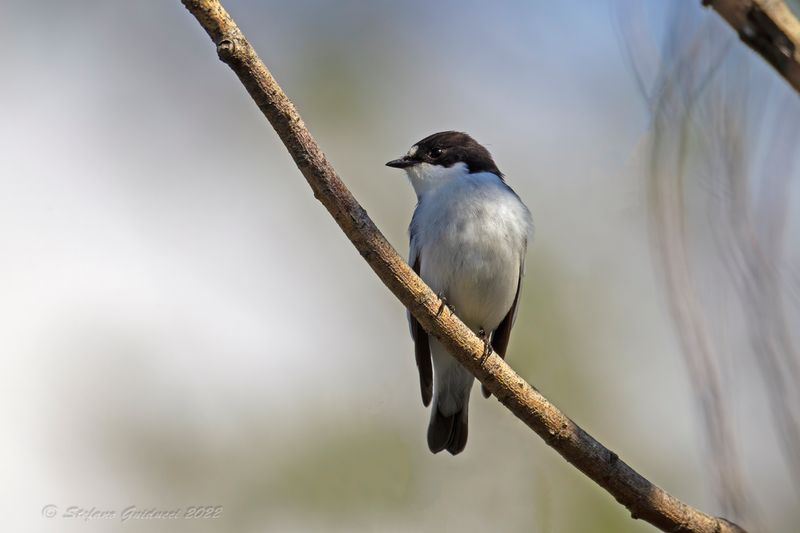 Balia nera (Ficedula hypoleuca) - European Pied Flycatcher