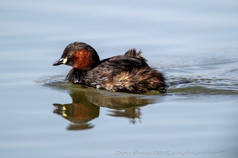 Tuffetto (Tachybaptus ruficollis) - Little Grebe