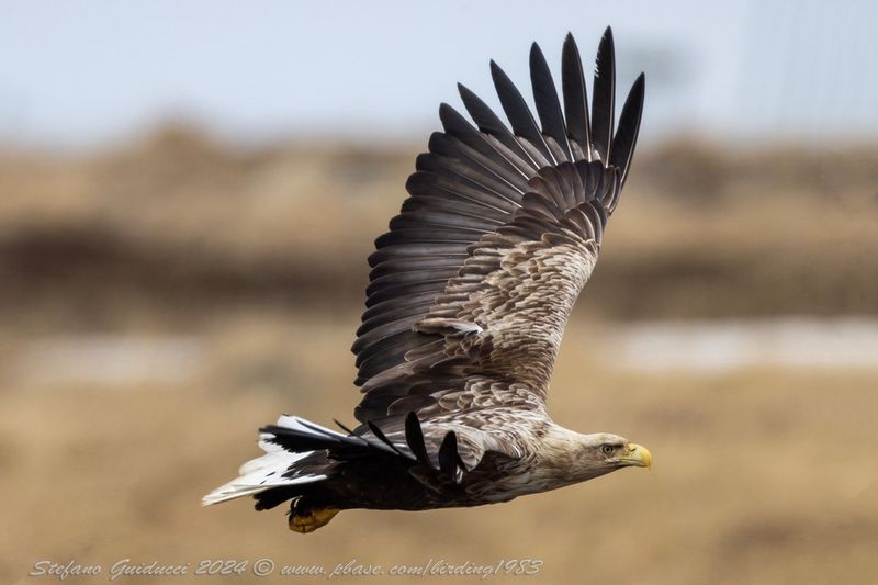 Aquila di mare (Haliaeetus albicilla) - White-tailed Eagle