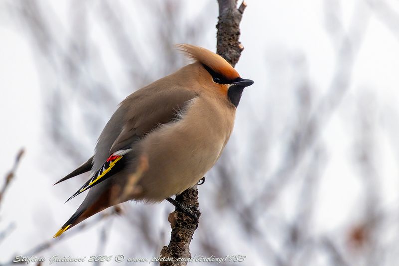 Beccofrusone (Bombycilla garrulus) - Bohemian Waxwing