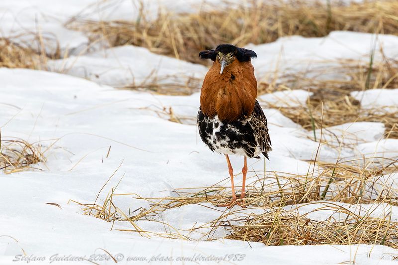 Combattente (Calidris pugnax) - Ruff