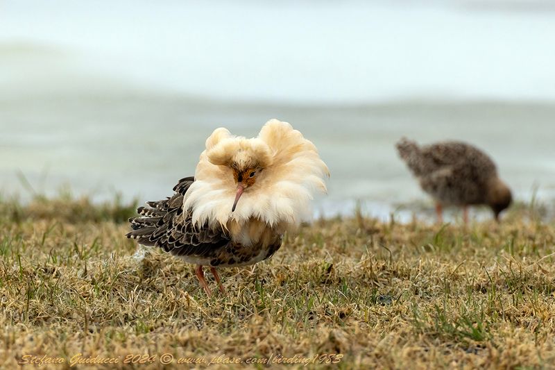 Combattente (Calidris pugnax) - Ruff