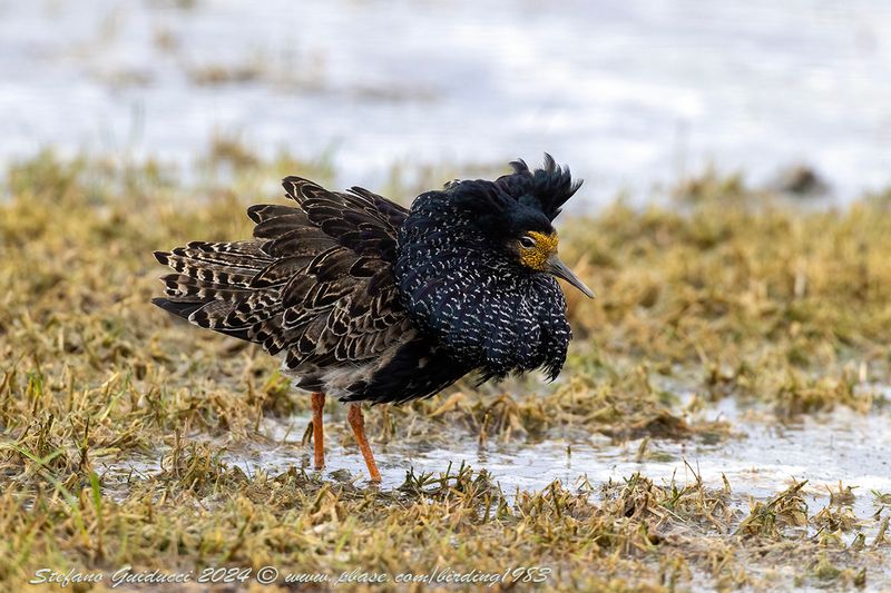 Combattente (Calidris pugnax) - Ruff