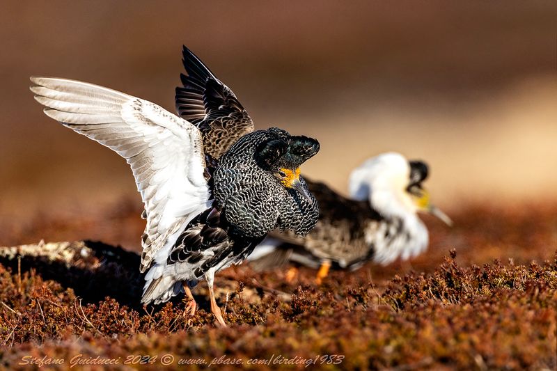 Combattente (Calidris pugnax) - Ruff
