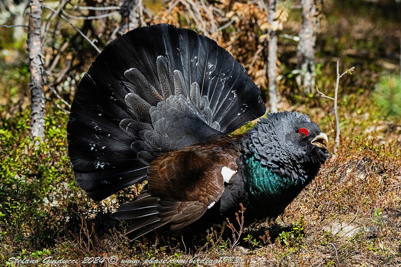 Gallo cedrone ♂ (Tetrao urogallus) - Western Capercaillie