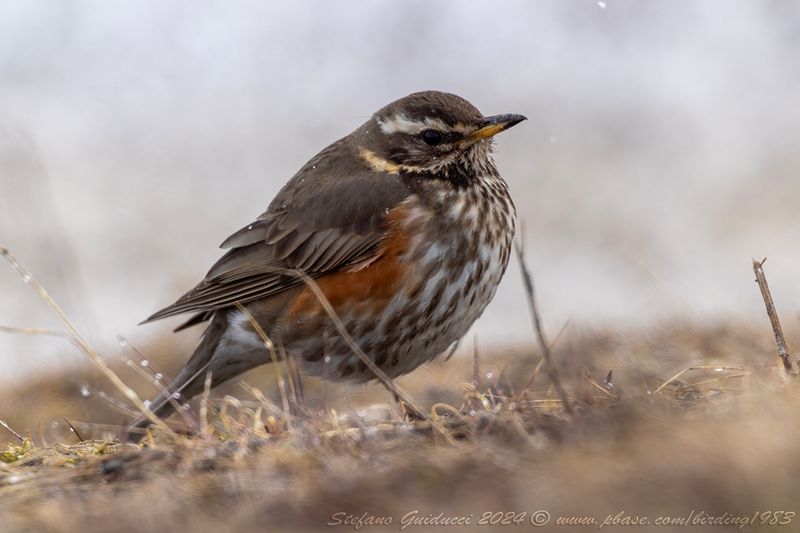 Tordo sassello (Turdus iliacus) - Redwing
