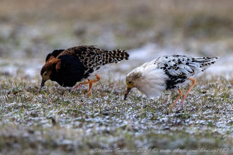 Combattente (Calidris pugnax) - Ruff