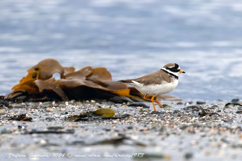 Corriere grosso (Charadrius hiaticula) - Common Ringed Plover