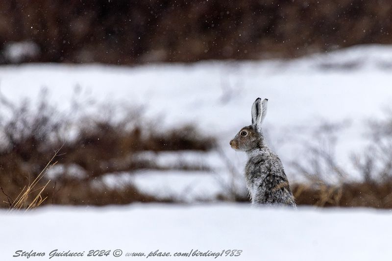 Lepre variabile (Lepus timidus)