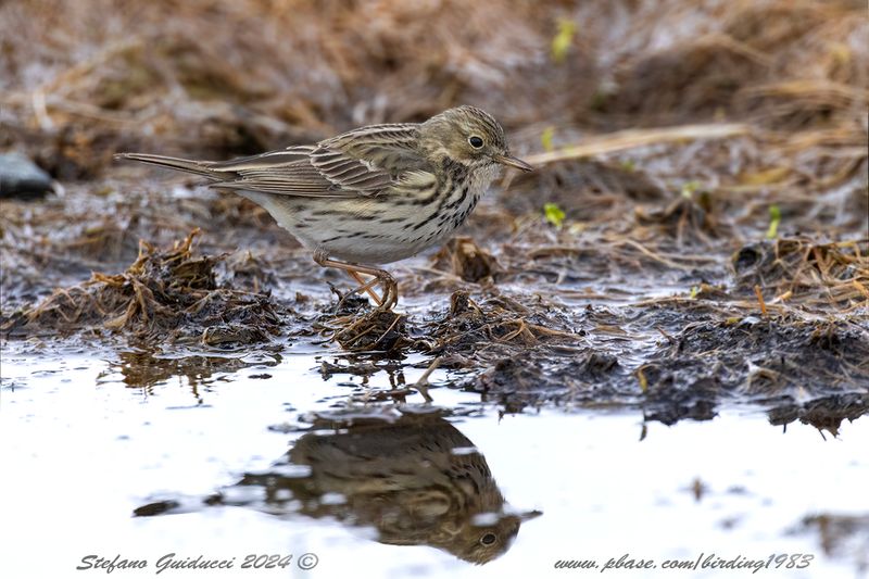 Pispola (Anthus pratensis) - Meadow Pipit