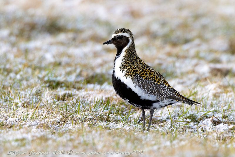 Piviere dorato (Pluvialis apricaria) - European Golden-Plover