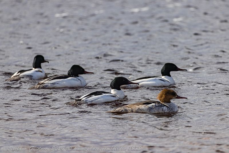 Smergo maggiore (Mergus merganser) - Common Merganser