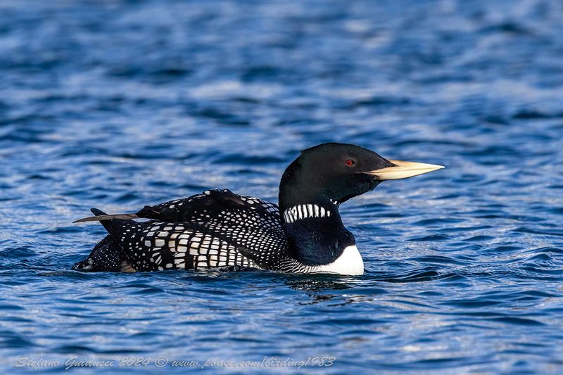 Strolaga beccogiallo (Gavia adamsii) - Yellow-billed Loon