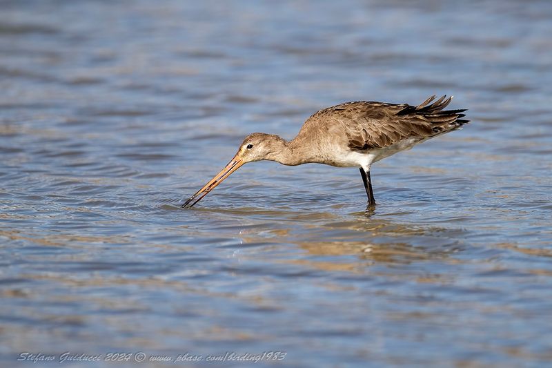 Pittima reale (Limosa limosa) - Black-tailed Godwit