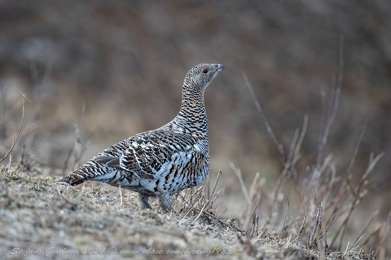 Gallo cedrone ♀ (Tetrao urogallus) - Western Capercaillie