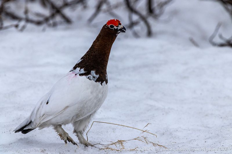 Pernice bianca nordica (Lagopus lagopus) - Willow Ptarmigan