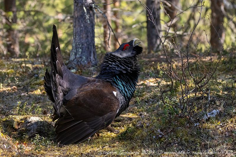 Gallo cedrone ♂ (Tetrao urogallus) - Western Capercaillie