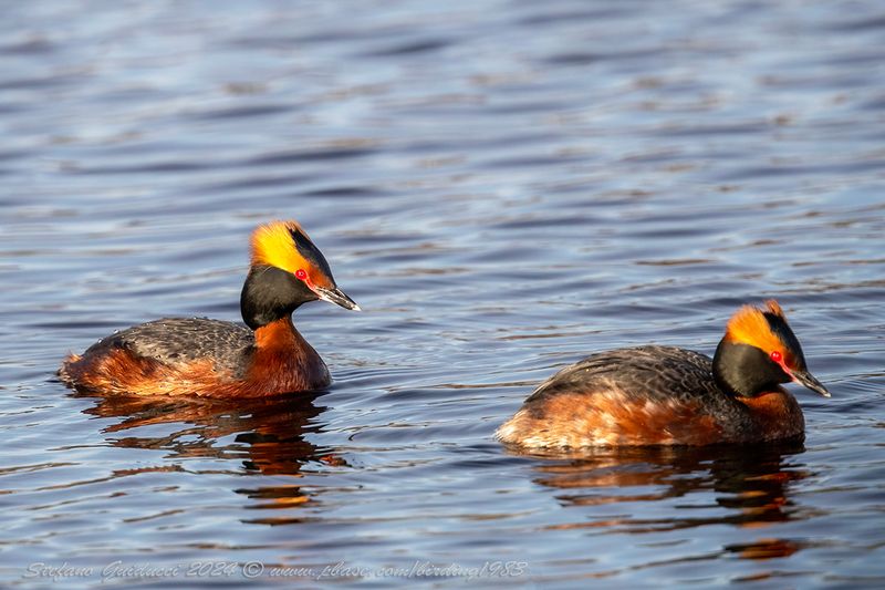 Svasso cornuto (Podiceps auritus) - Horned Grebe