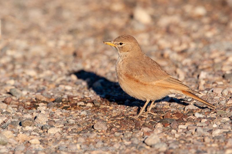 Allodola del deserto (Ammomanes deserti) - Desert Lark 