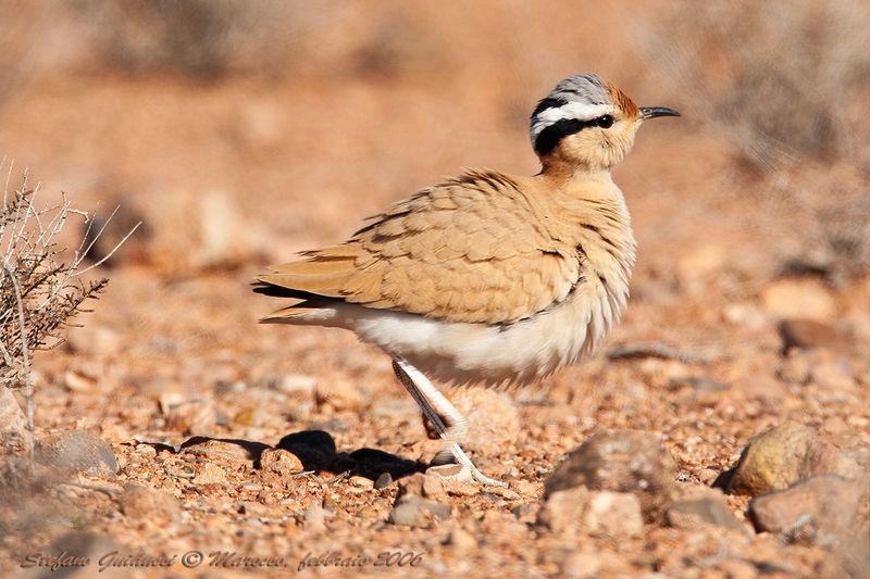 Corrione Biondo (Cursorius cursor) - Cream-colored Courser.jpg