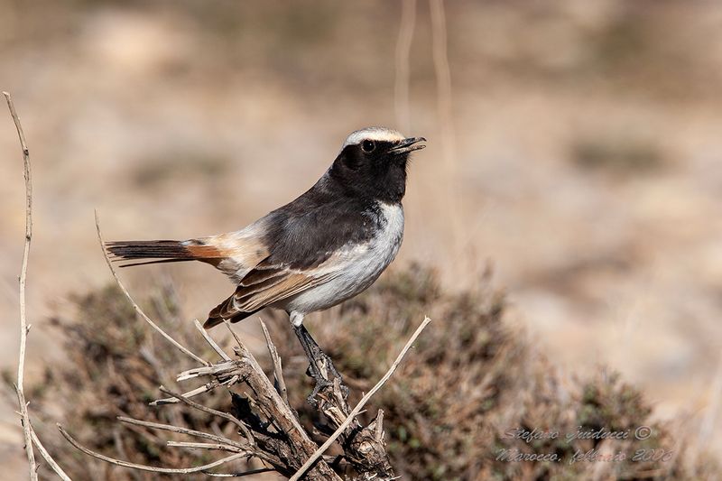 Monachella testagrigia (Oenanthe moesta) - Red-rumped Weathear