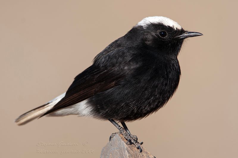 Monachella nera testabianca (Oenanthe leucopyga) -White-crowned Black Wheatear