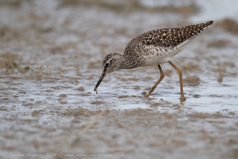 Piro piro boschereccio (Tringa glareola) -Wood Sandpiper