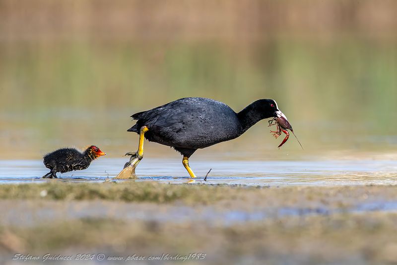Folaga	(Eurasian Coot)