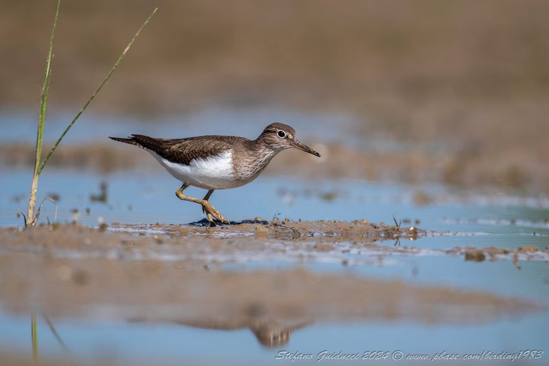 Piro piro piccolo (Actitis hypoleucos) - Common Sandpiper