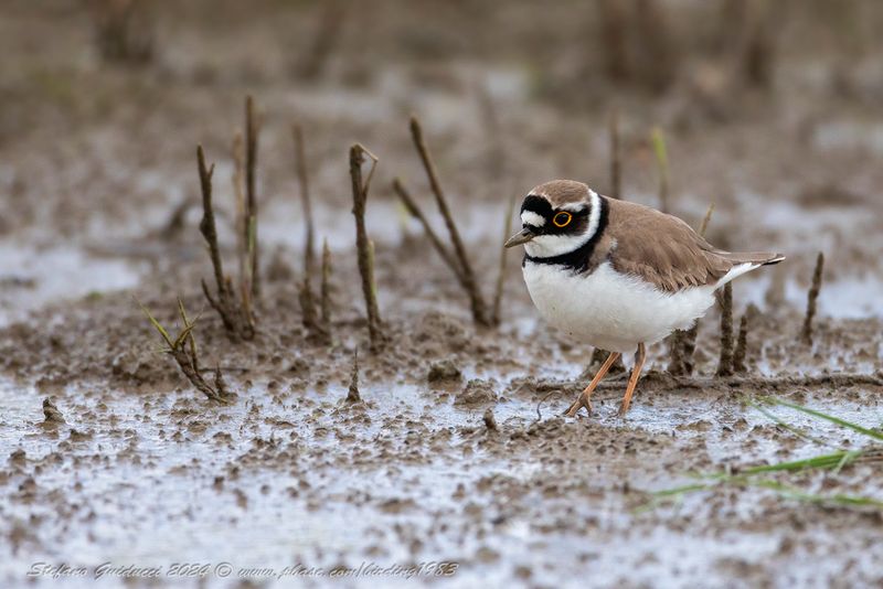 Corriere piccolo	(Little Ringed Plover)