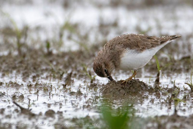 Gambecchio nano (Calidris temminckii) - Temmincks Stint