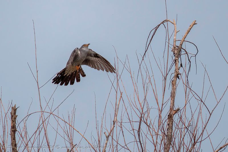 Cuculo (Cuculus canoru) - Common Cuckoo