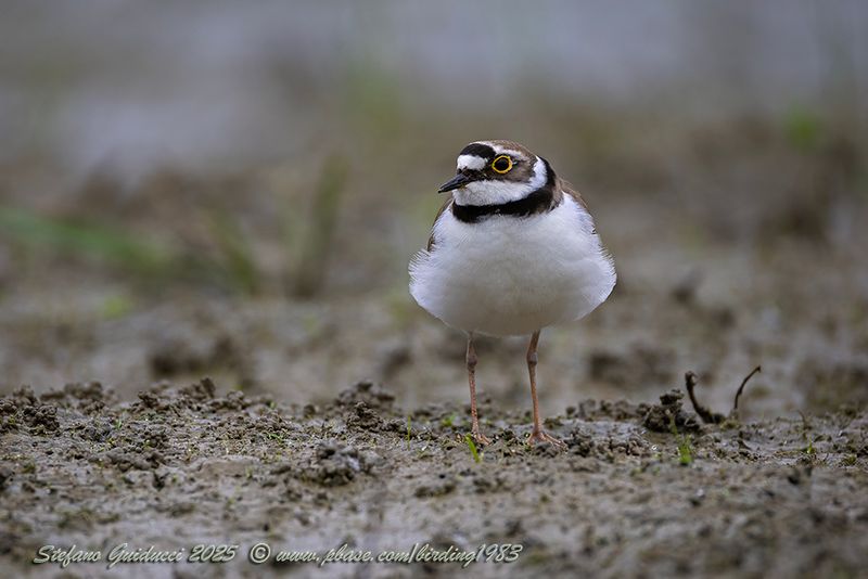 Corriere piccolo (Thinornis dubius) - Little Ringed Plover
