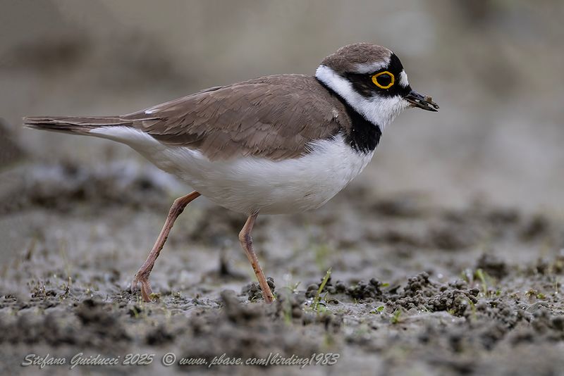 Corriere piccolo (Thinornis dubius) - Little Ringed Plover